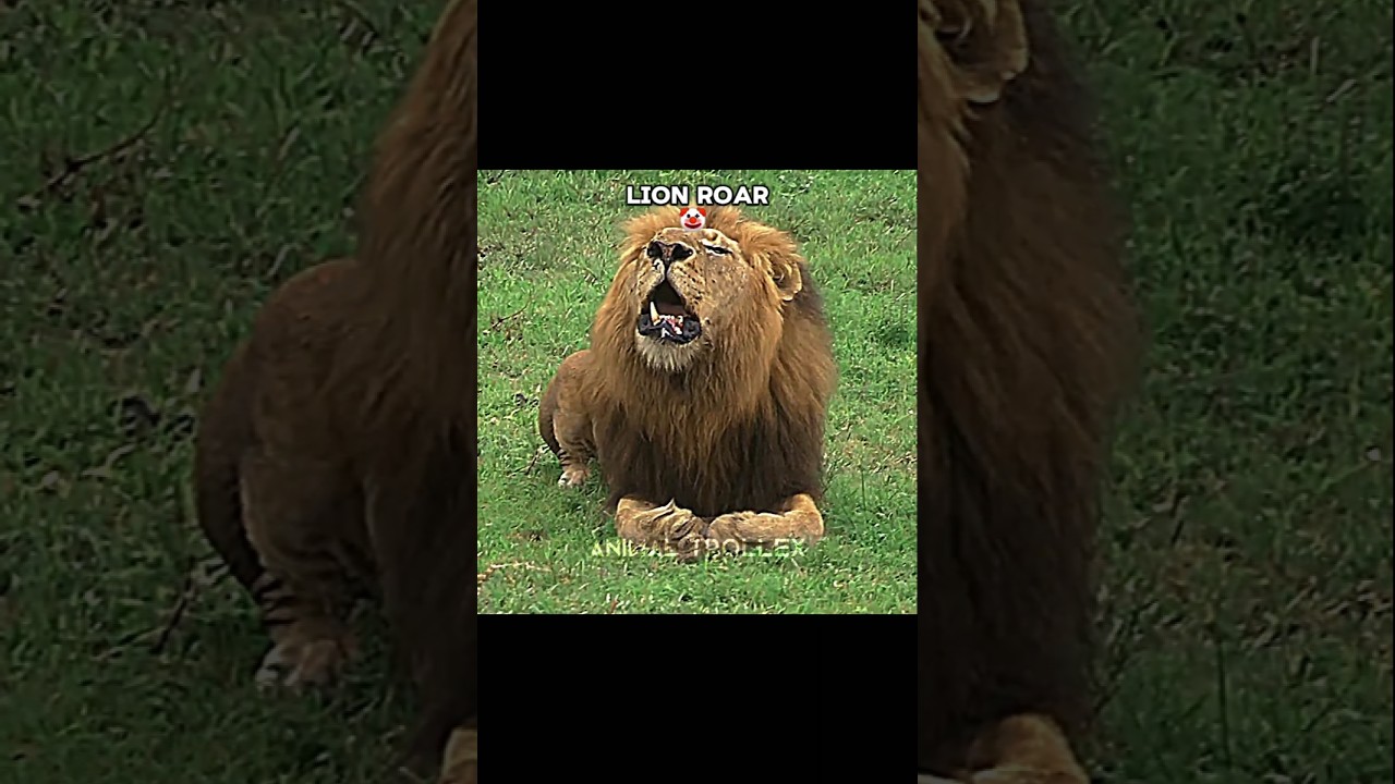 Lion Vs Tiger Roar 💀🔥