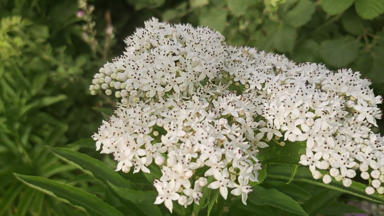 &lrm;@New things in nature&nbsp; Sambucus ebulus,dwarf elder,qingla(3)