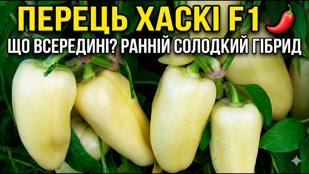 Перець Хаскі F1 🌶️ | Що всередині? Ранній солодкий гібрид