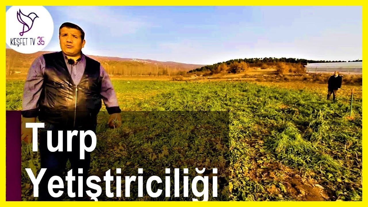 TURP EKİMİ | TURP NASIL EKİLİR? | TURP YETİŞTİRİCİLİĞİ