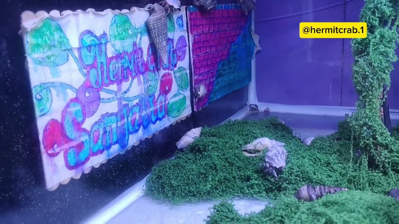 Kalian g akan pernah bosan lihat hewan yg satu ini #kelomang #hermitcrabs #hewanpeliharaan 
