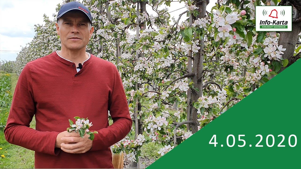 Sady w pełni kwitnienia - zalecenia ochrony i przerzedzania - komunikat sadowniczy Agrosimex