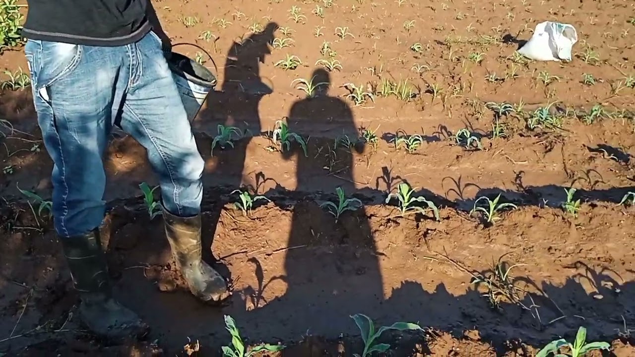 Mbeya Fertiliser Maize Field Application