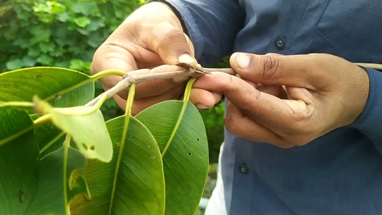 Grafting Vidhi se Jamun ke paudhe kaise taiyar karen,( जामुन की खेती)