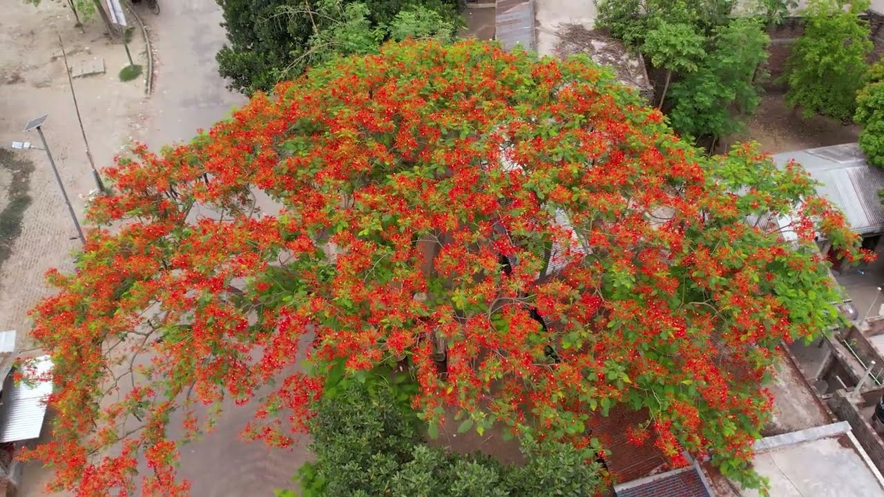 কৃষ্ণচূড়া  || Krishnochorar🏵️💐 || Copyright Free  Drone Footage  || Mahmudul Islam Official