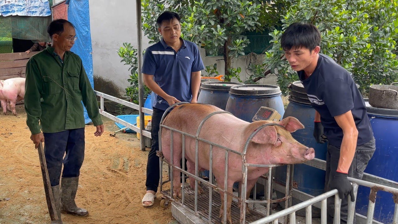 Cân lợn cho thương lái, giá lơn hơi 66