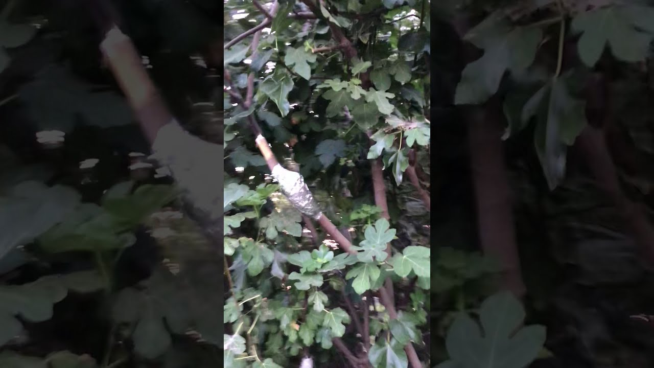 Air layering Marcotting Fig Tree