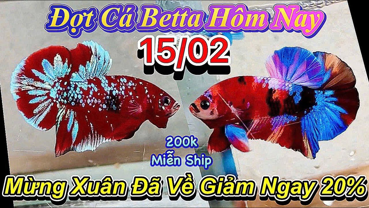 ❤️15/02/2026_Clip Betta Siêu Đẹp Mùa Tết_Giảm Giá 20%_Săn Cá Đẹp Trước Tết_Làm Giống❤️