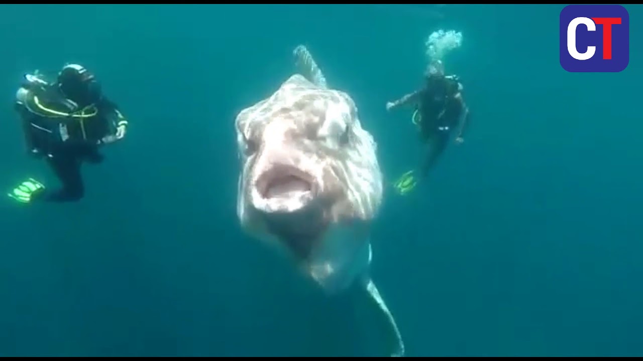 Divers stumble upon huge moonfish in Bahia Inglesa, Chile