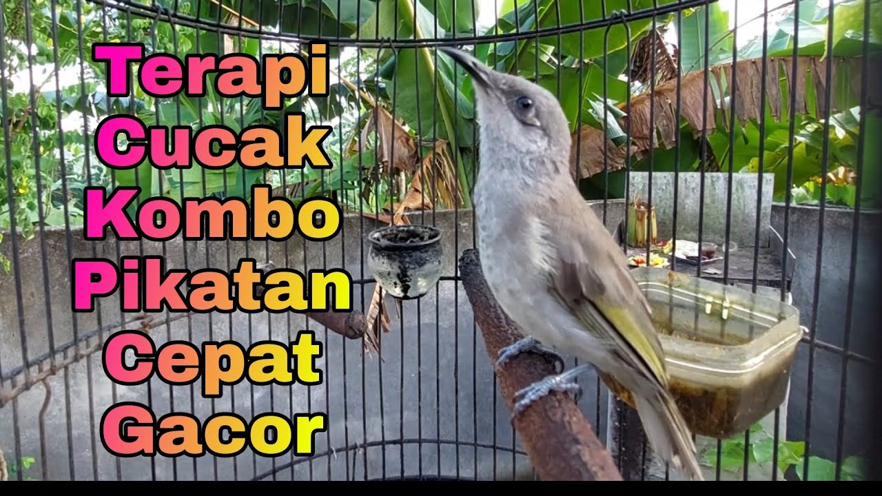 Terapi Cucak Kombo Lombok Biar Cepat Gacor - Kecial Kombok Pikatan / Ombyokan Cocok Di Putarkan Ini