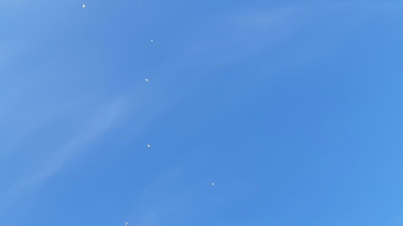kelebek pigeon 2