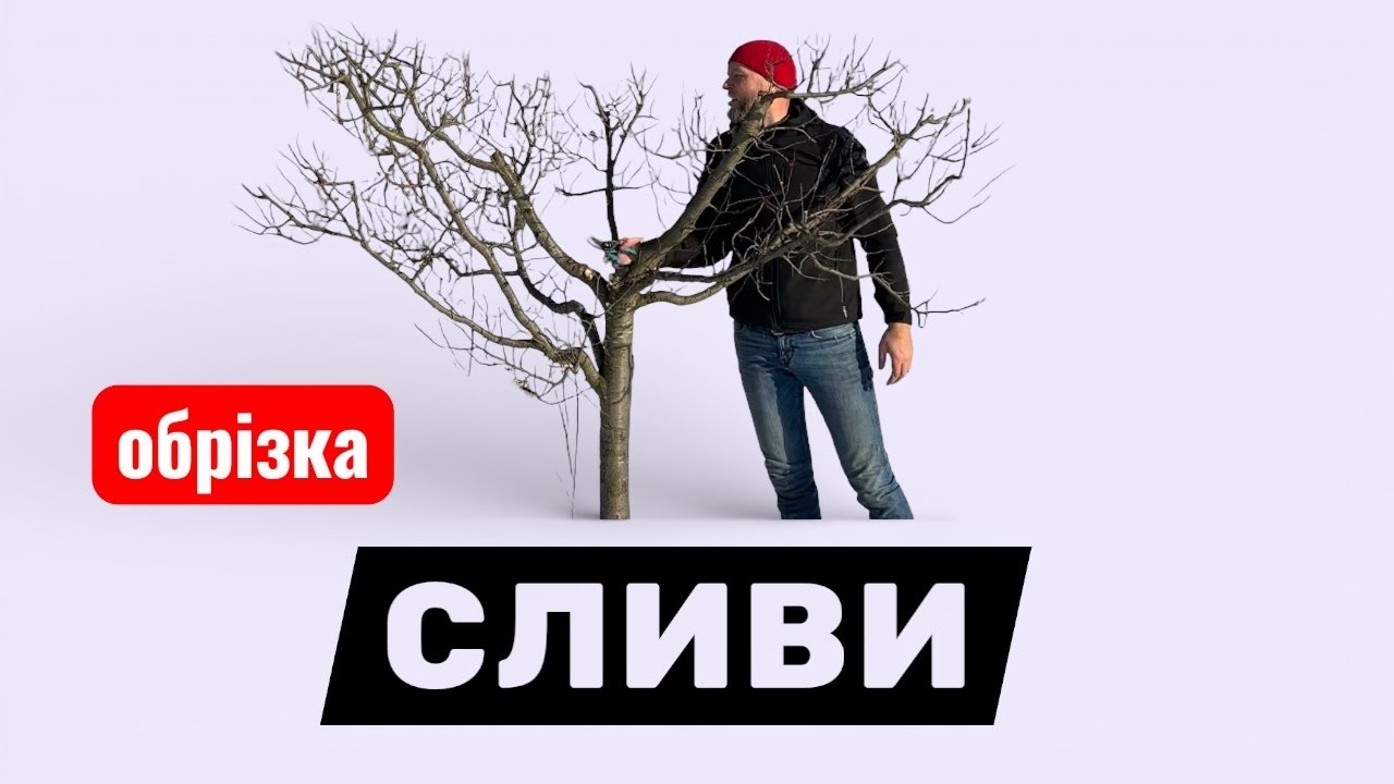Обрізка сливи у формі чаші. Все просто!