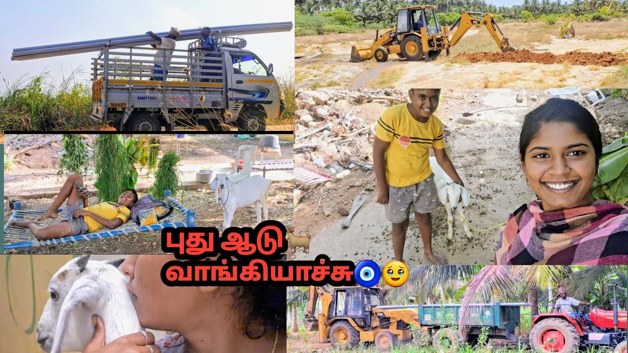 புது ஆடு வாங்கியாச்சு🤩 TRACTOR  ஸ்டார்ட் 🚜ஆகவில்லை  கட்டில் அதிக வேலை 👩‍🌾#pannaithottam#goatfarming