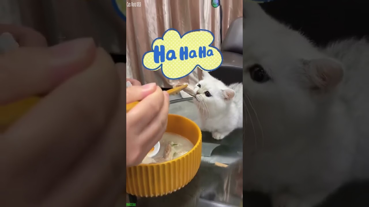 Cute Animals 🥰 kitten meowing call 🥰 # Part 9035