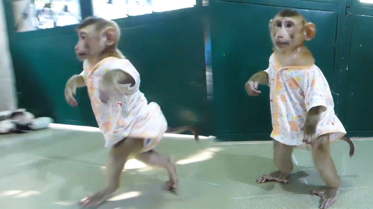 Monkey Baby Dodo Very Happy To Wear New Clothes And Walking Very Handsome