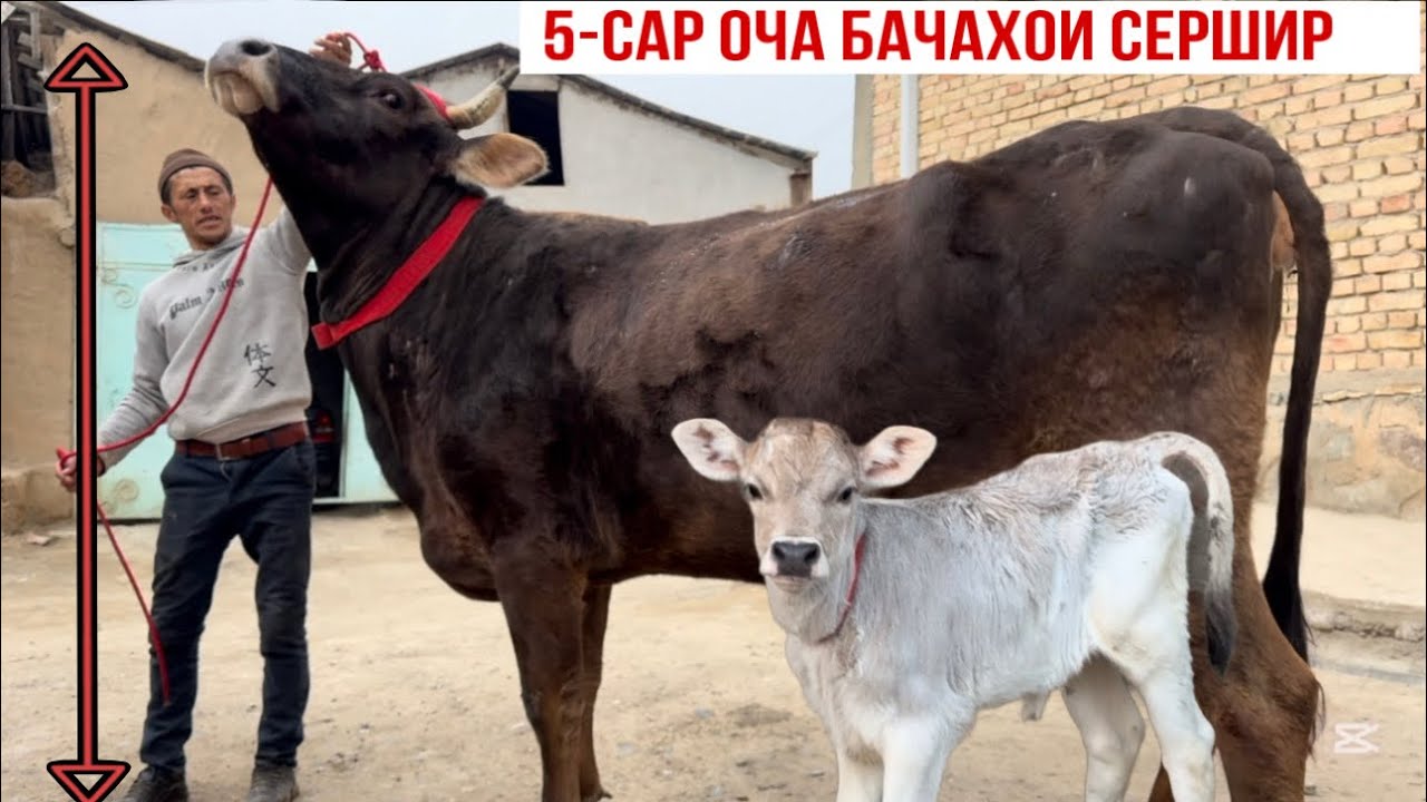 МОЛХОИ ОЧА БАЧАХОИ БЕХТАРИН марта 2026 г.