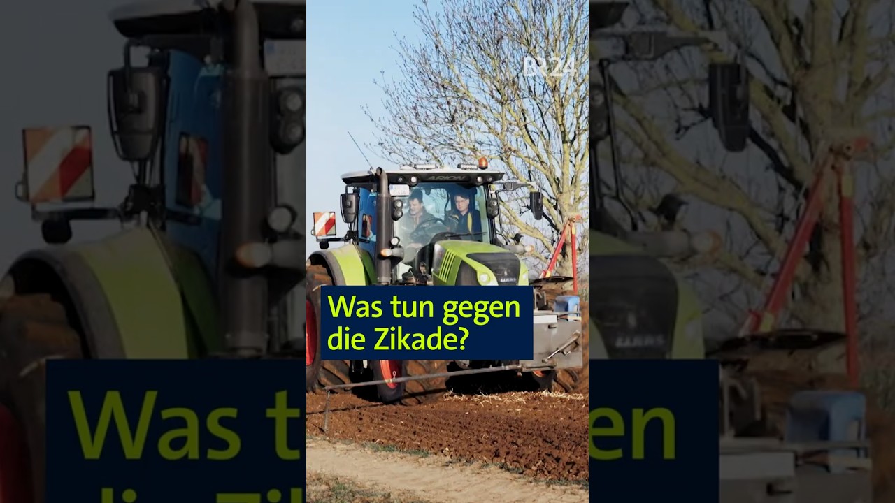 Gefahr durch Zikade #Zuckerr&uuml;be #Sch&auml;dling #short