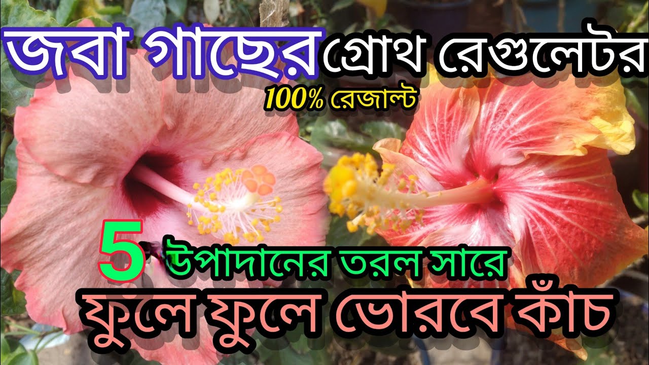 জবা গাছের গ্রোথ রেগুলেটর/100% রেজাল্ট চার উপাদান তরল সারে ফুলে ফুলে ভরবে গাছ/hibiscus plant care mg
