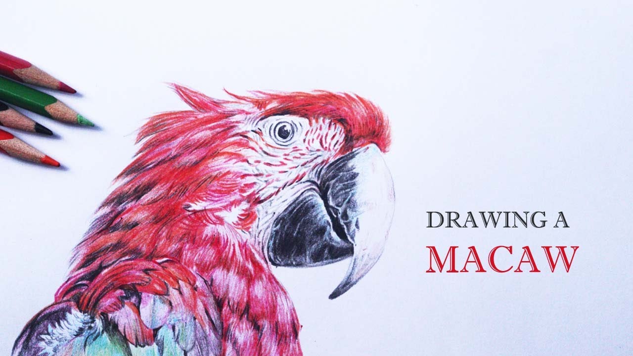 How to draw a Macaw | Macaw drawing in color pencils | Drawing a bird | color pencil drawing