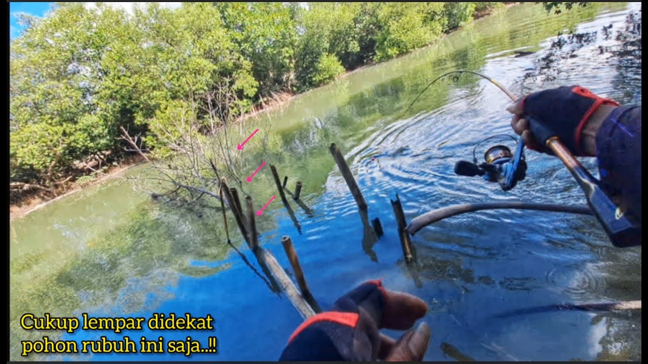 Gak Nyangka..!! Kakap putihnya kumpul dibawah pohon rubuh ini//Mancing kakap