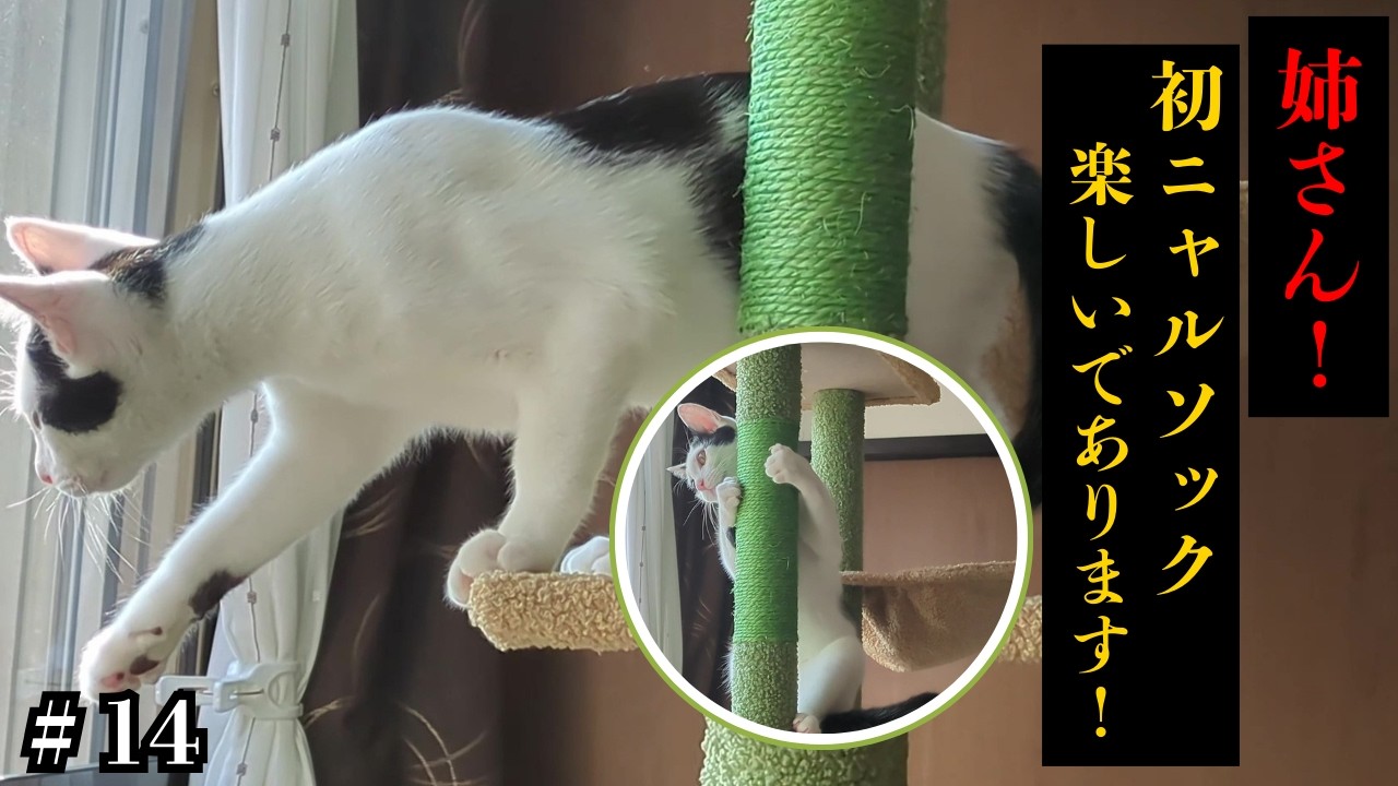初ニャルソックに興奮の猫さん【保護猫】【ボルト君】