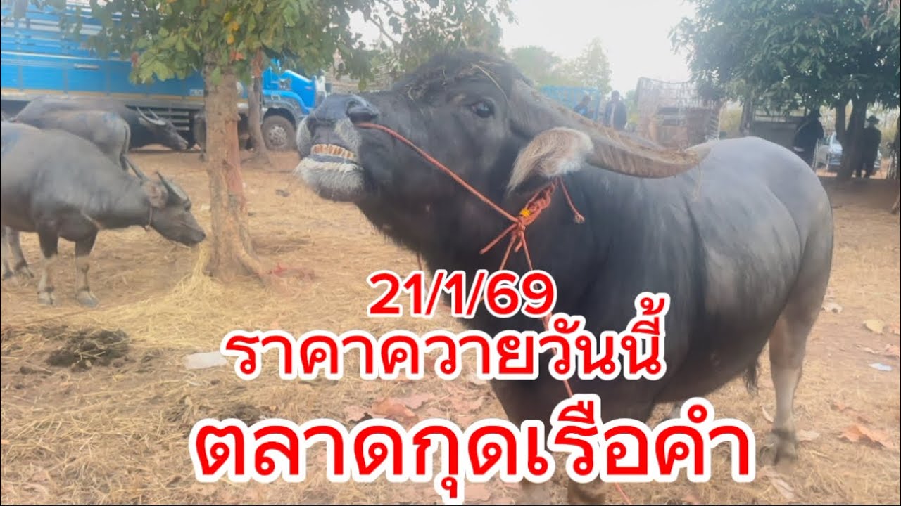ลุงวิมลเลาะชมบรรยากาศ ซื้อขายควายตลาดกุดเรือคำ อ. วานรนิวาส จ. สกลนคร 21/1/69 #ราคาควายวันนี้ 