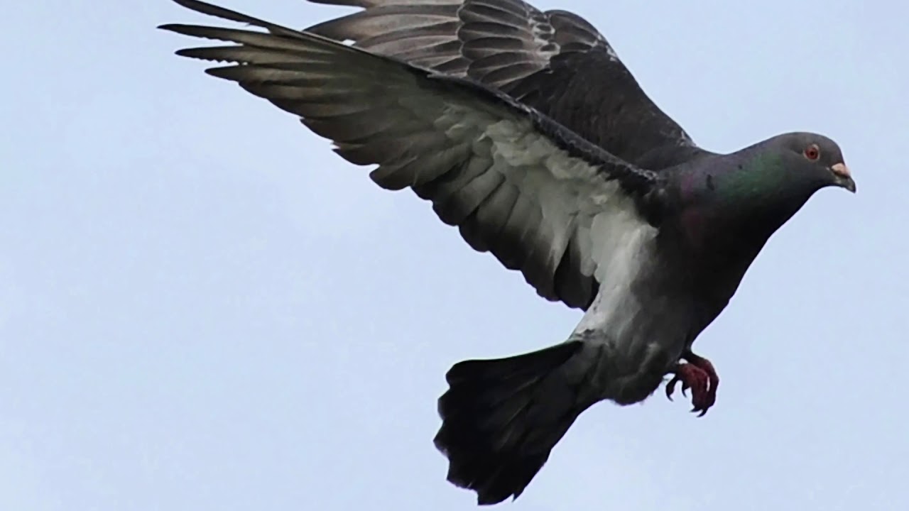 &ldquo; Operation Columba&rdquo; Communication through the Carrier Pigeon Secret Service During World War II