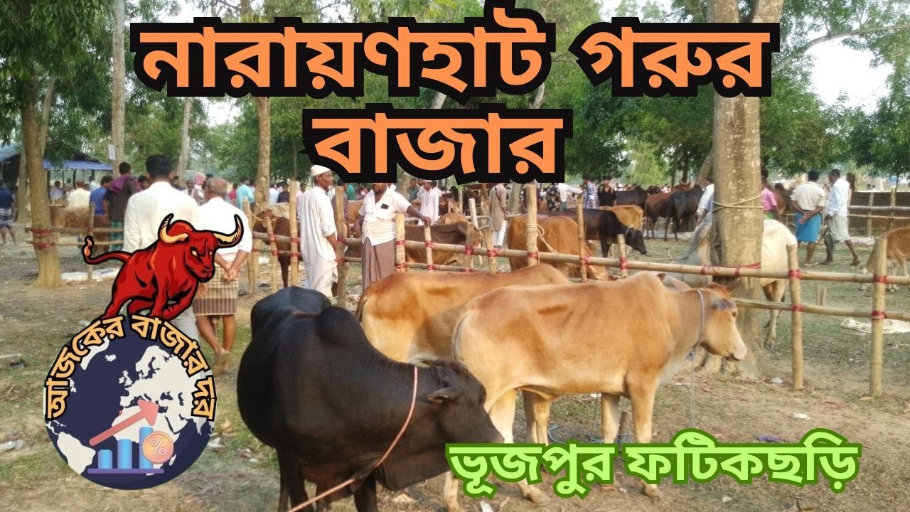 ৪০ হাজার থেকে ১লক্ষ ৫০ হাজার টাকার মধ্যে গরু ।। ফটিকছড়ি , চট্টগ্রাম। ১০/০৫/২০২৫ইং। Cow Market ।।