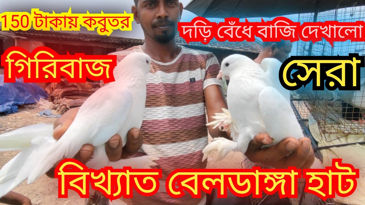 ওয়েস্ট বেঙ্গল গিরিবাজ বিখ্যাত হাট। beldangha pigeon markat best quality