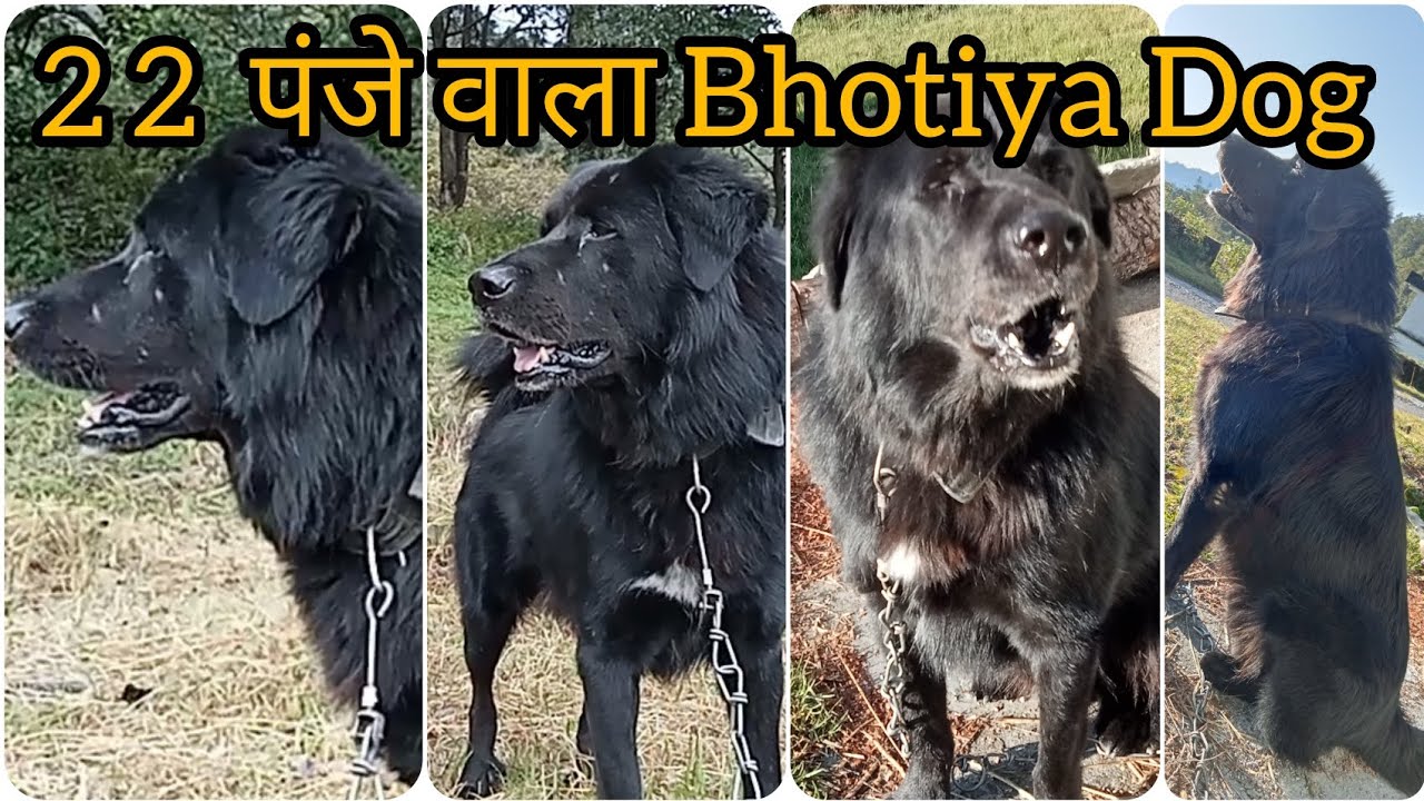 22 पंजे वाला गद्दी ||   Old line ka bhotia dog || कई साल का अनुभव || z black भोटिया 🖤