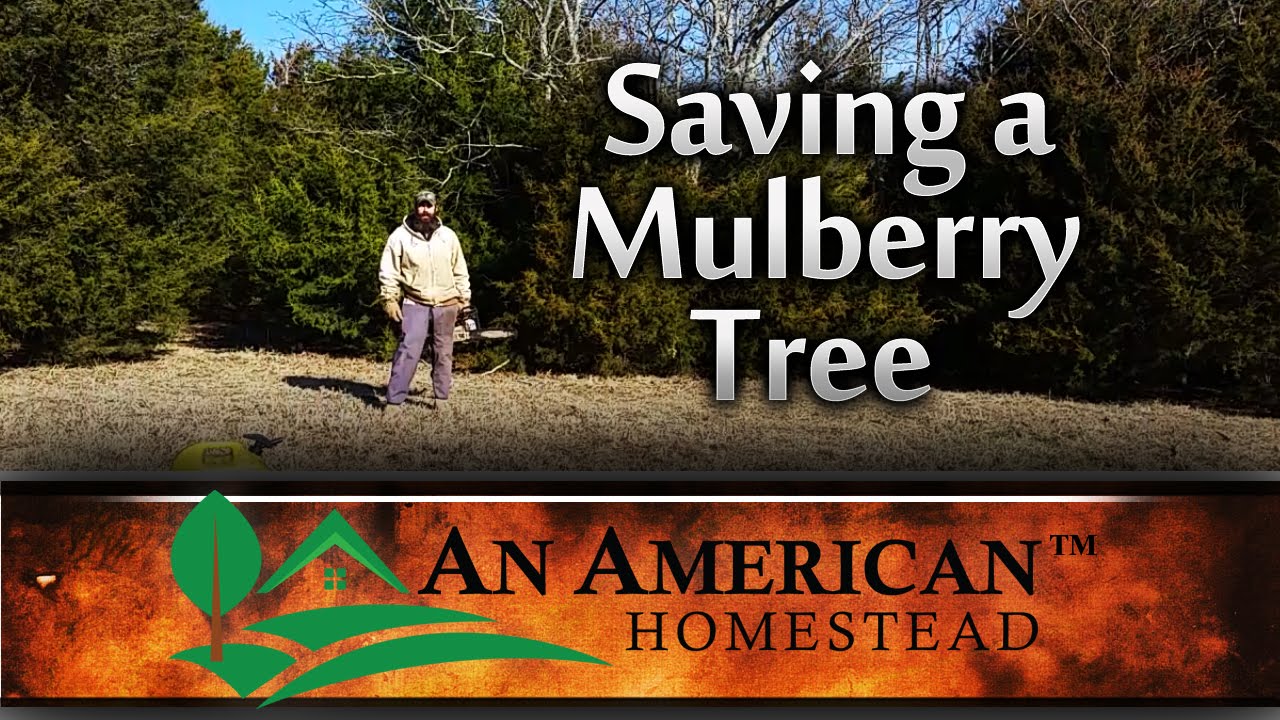 Saving a Mulberry Tree - An American Homestead
