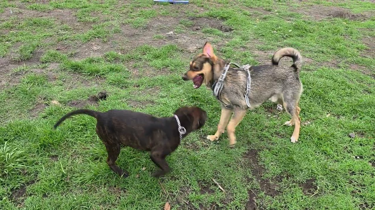 Staffordshire Bull Terrier 6 months playing with Koda