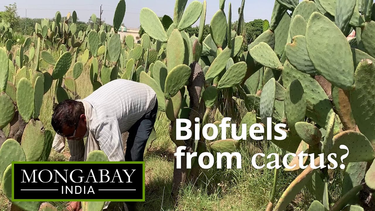 Exploring biogas potential from cactus