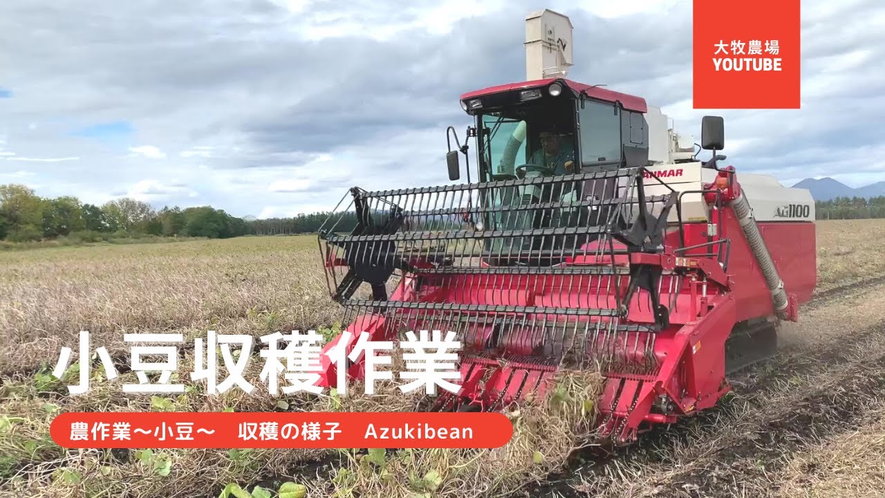 【農作業小豆】小豆収穫作業～Azukibean～