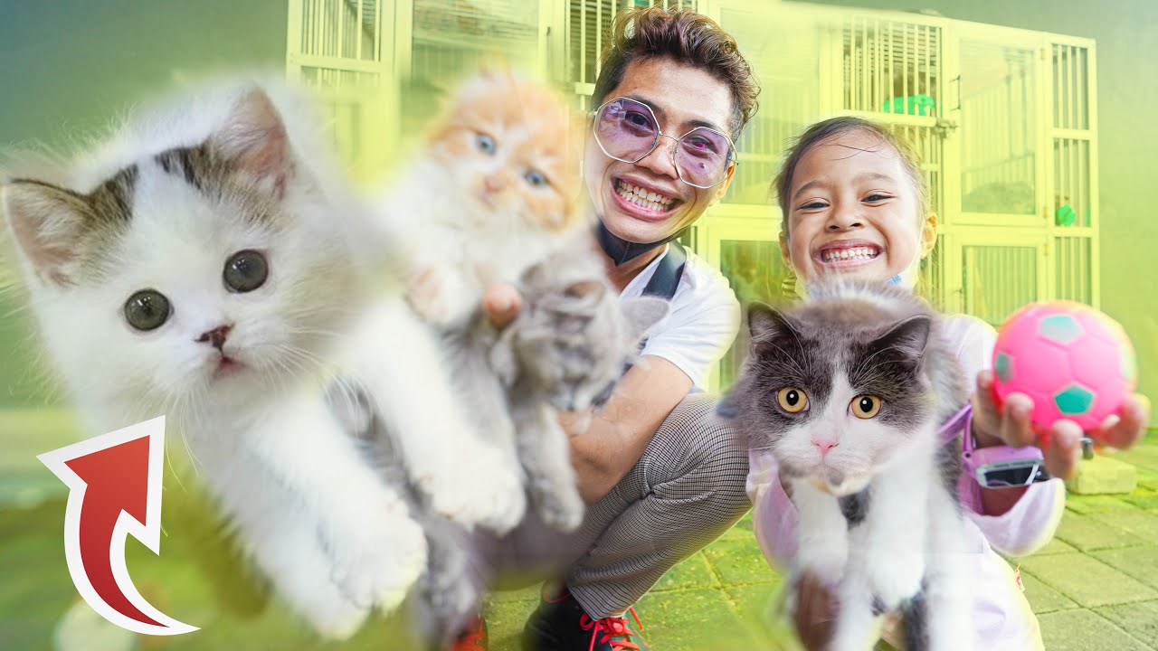 KITA PELIHARA KUCING LUCU‼️ ALUNA & AMANDA SENANG BANGET‼️😍