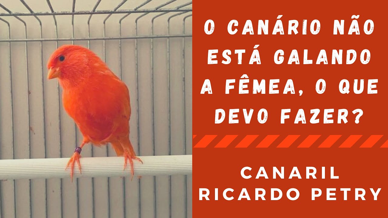O canário não está galando a fêmea, o que devo fazer ?