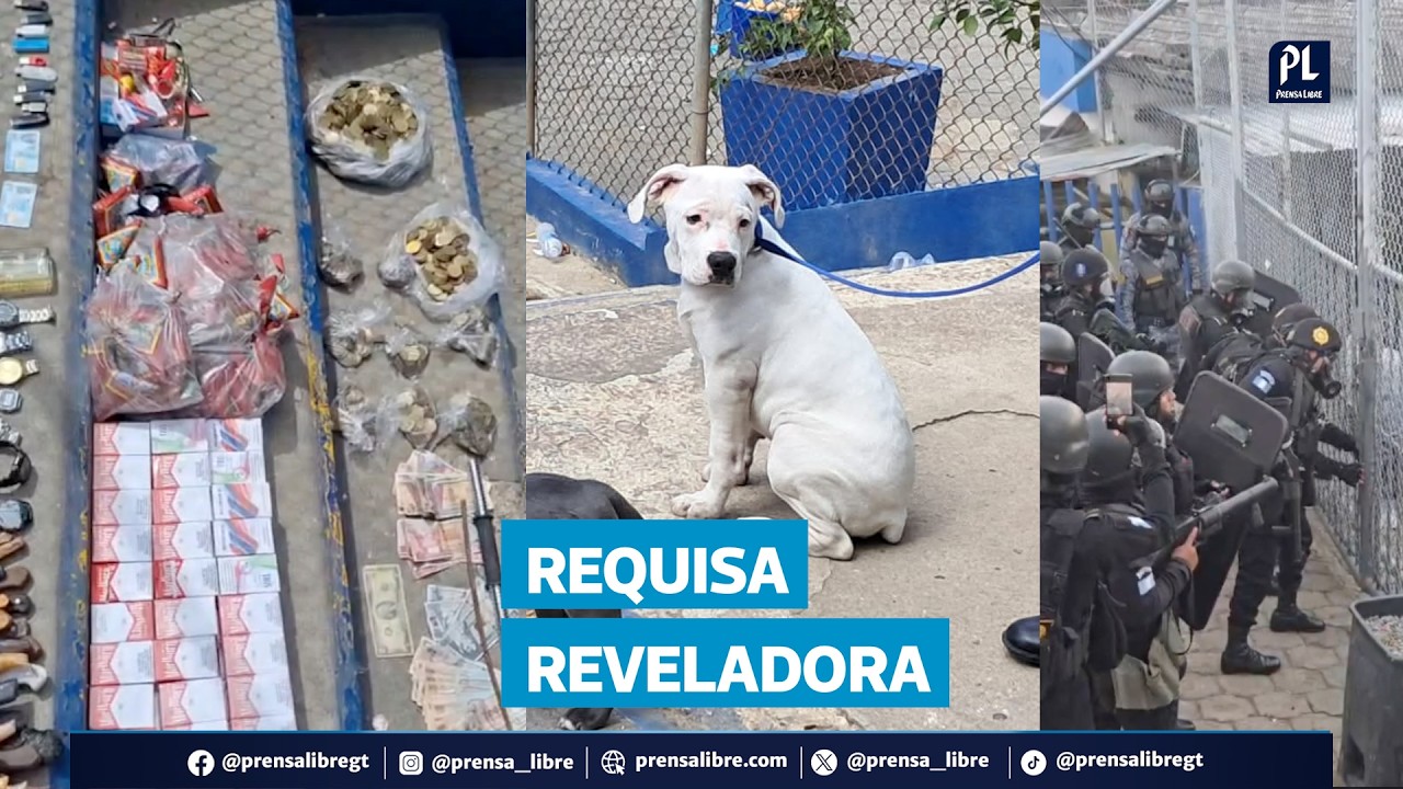 Encuentran 11 perros, gatos y un loro en cárcel tras requisa con droga y aparatos ilícitos