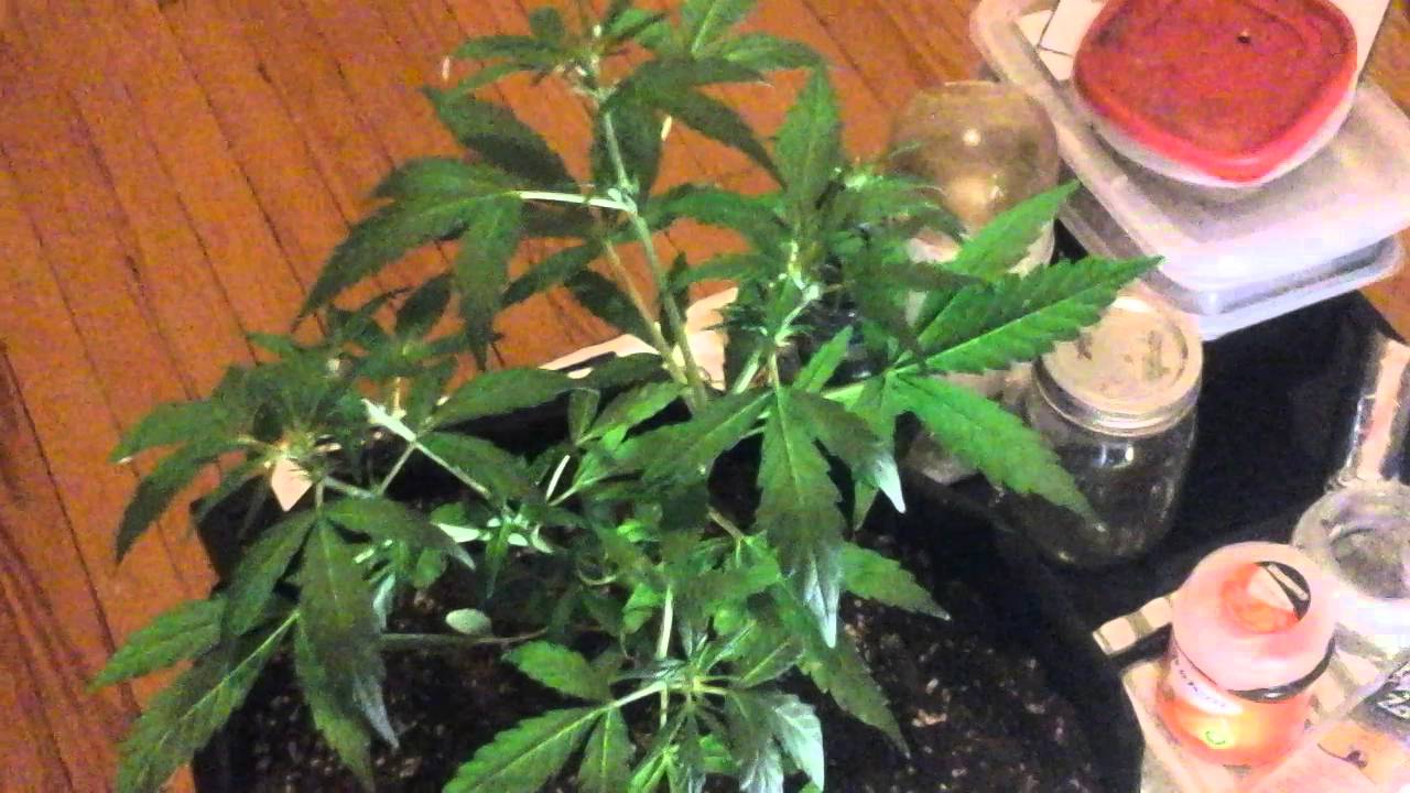 Autoflower  day  26 update