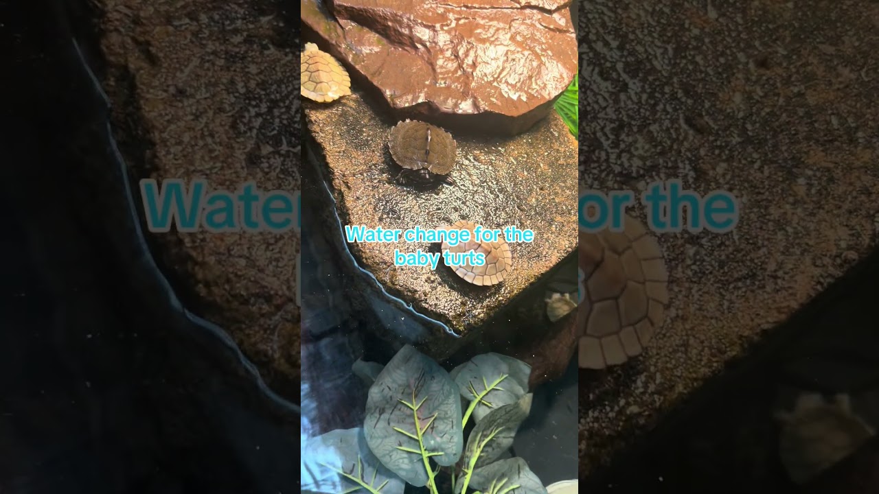 Fresh water change for the baby turts 