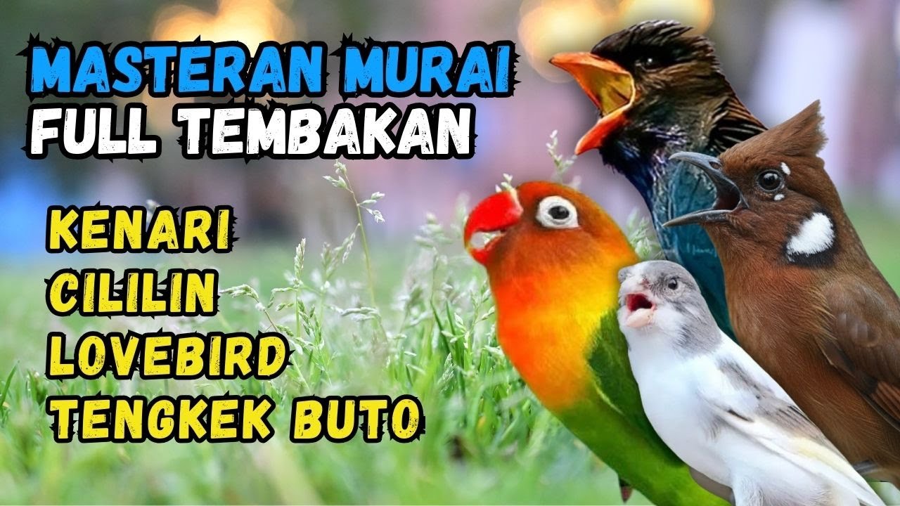 Masteran Murai Tembakan Lovebird, Kenari, Cililin dan Tengkek Buto