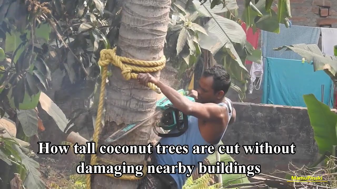 How tall coconut trees are cut without damaging nearby buildings #treecutting