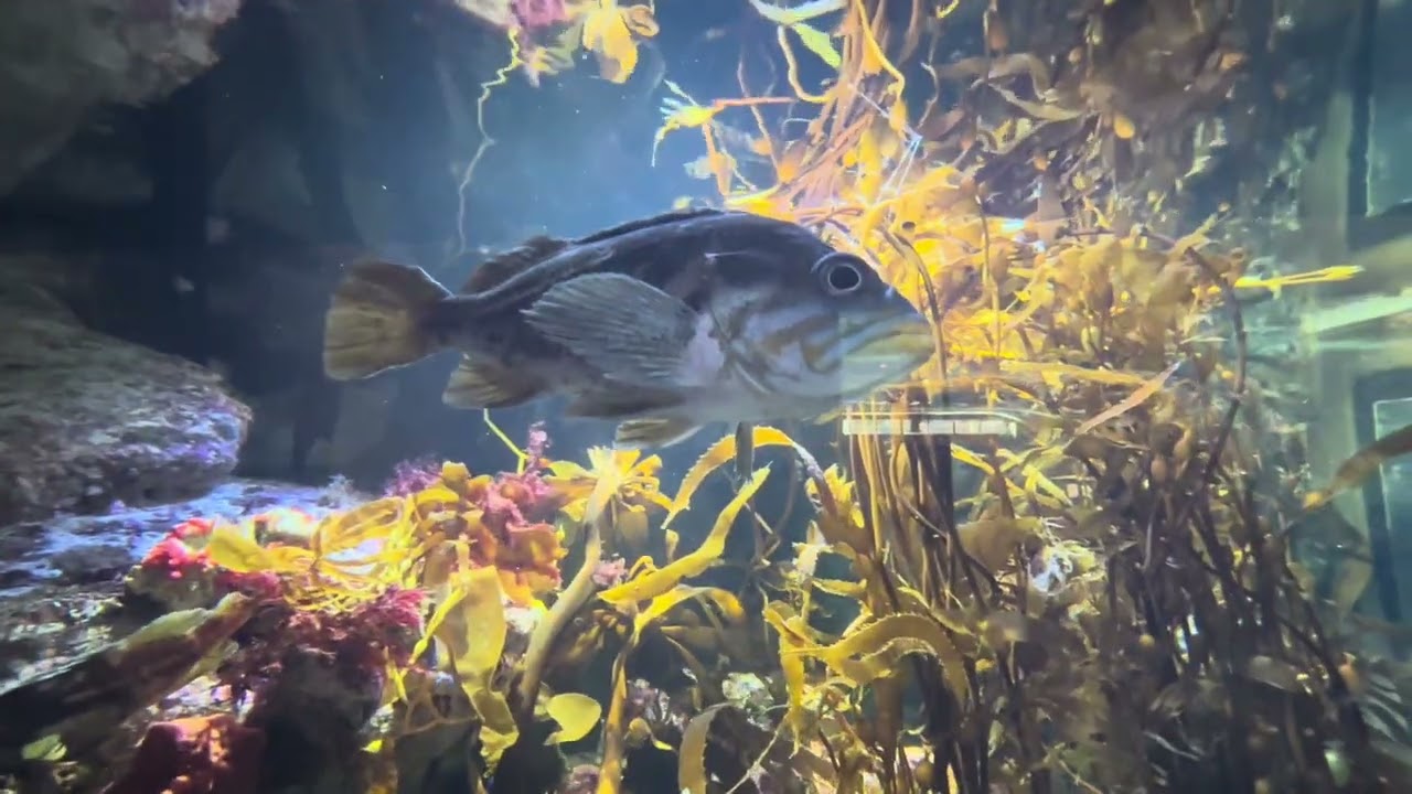 Monterrey California 
