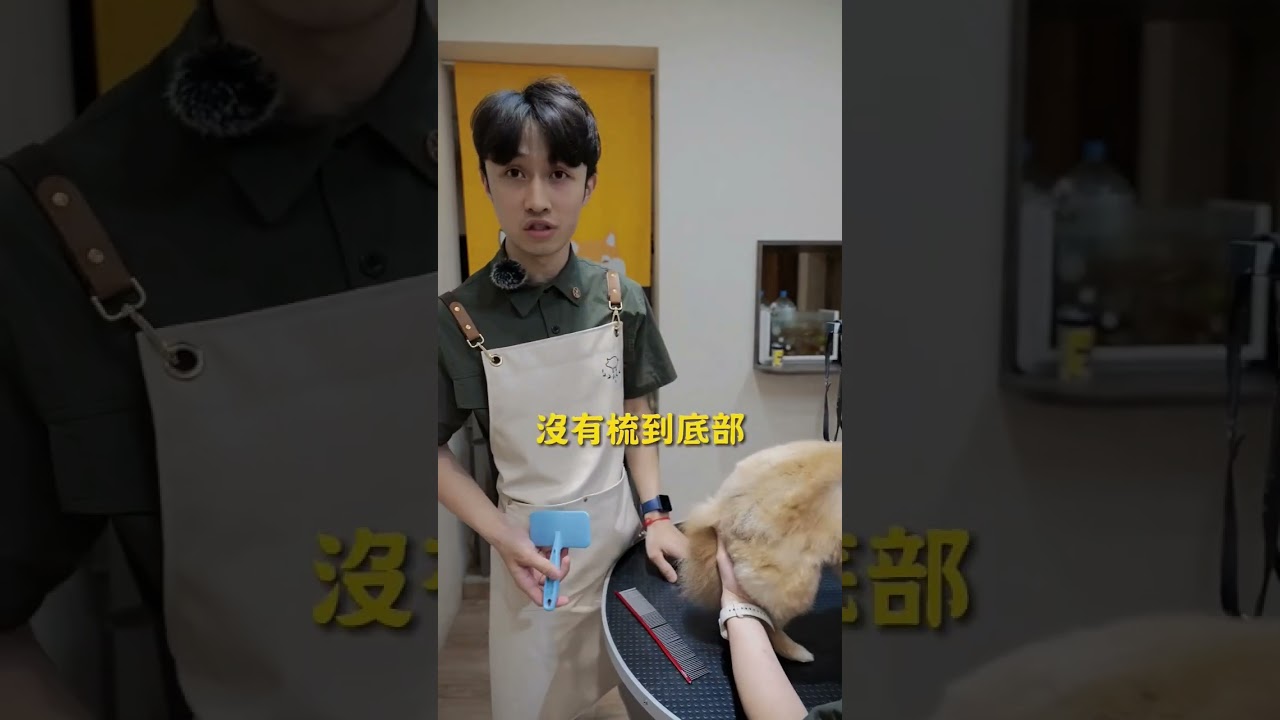 狗狗毛打結怎麼辦？應該怎麼梳？#寵物美容 #寵物日常 #寵物知識 #pighouse豬窩 #新北中和板橋 #萌寵