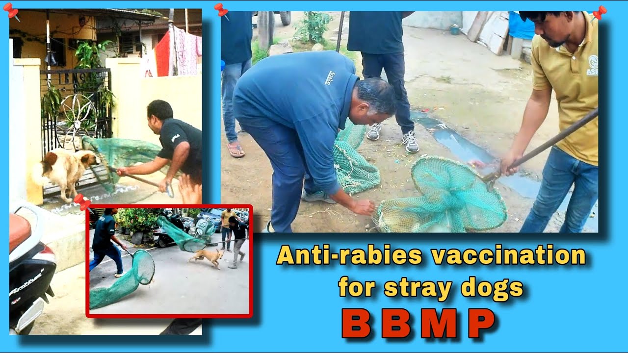 Banglore ABC And Anti Rabies Program | Amazing Dog Catching #trailer #training #animals #vaccine