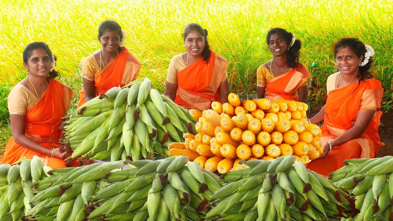 INNOVATIVE CORN RECIPES | village women’s cooking corn | DIFFERENT CORN RECIPES | TASTY FOOD RECIPES