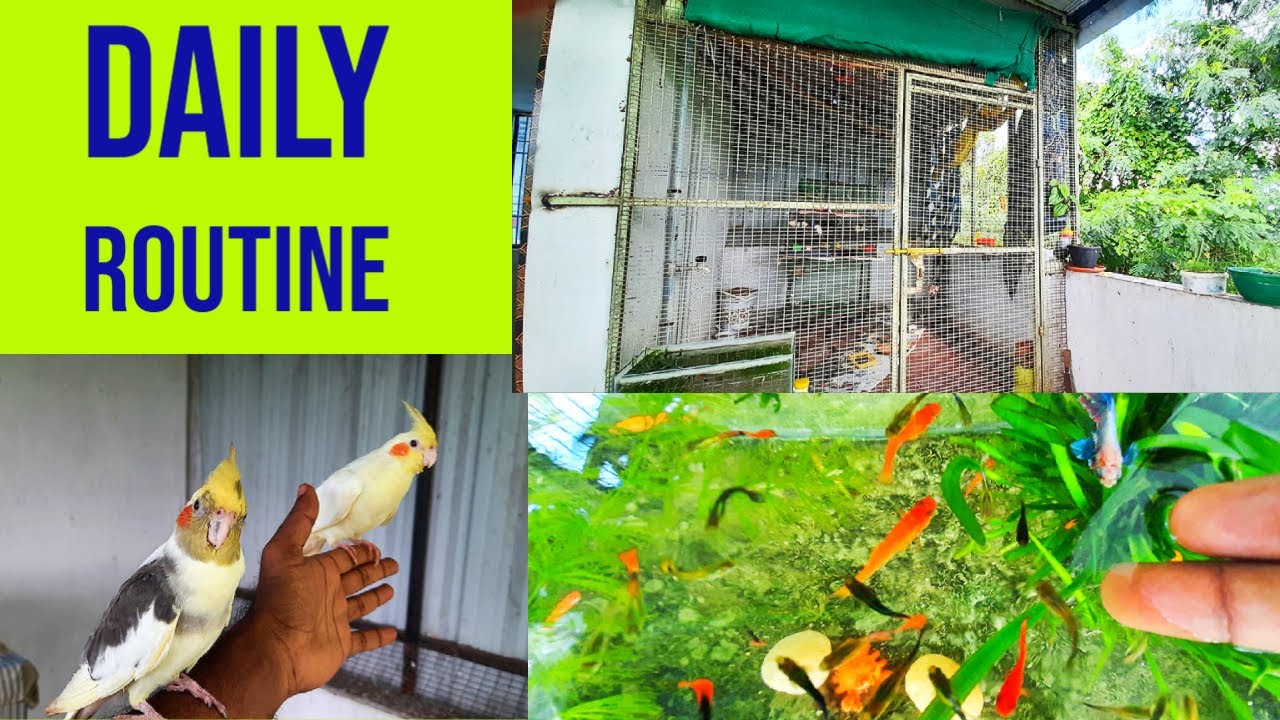 My Daily Routine in Aviary|Cockatiels|Helicopter Budgies|Java|Fishes|Rcube World
