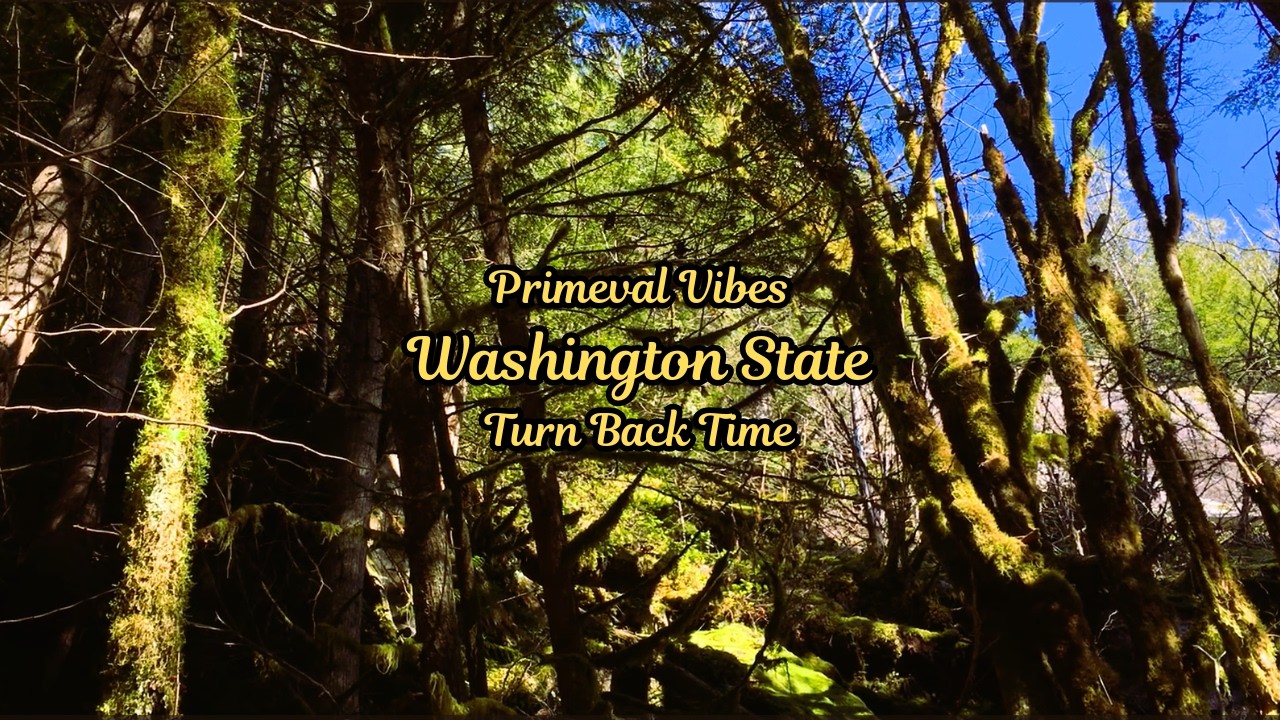 Primeval Vibes | Washington State | Turn Back Time