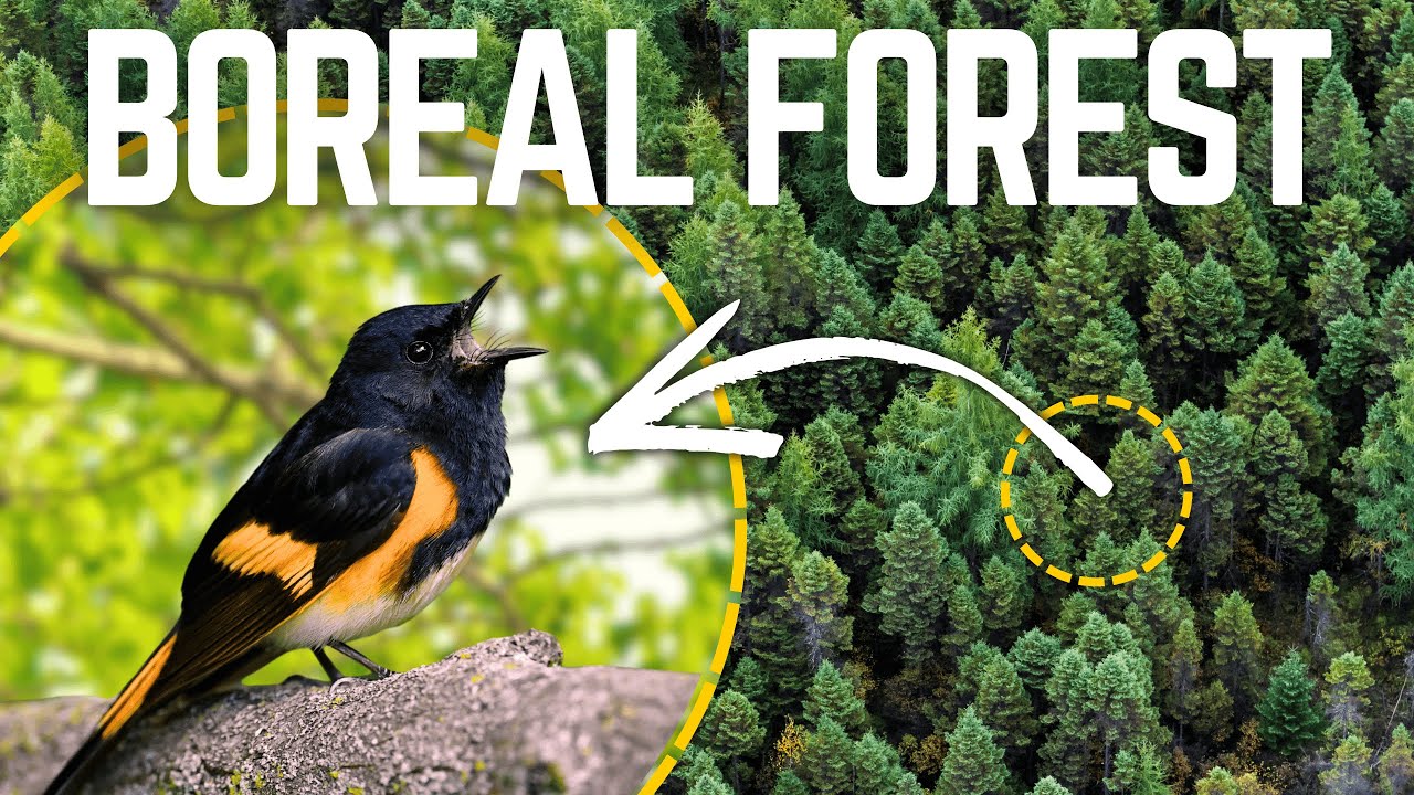 Birding Canada’s BOREAL FOREST for the FIRST TIME... Here's What Happened