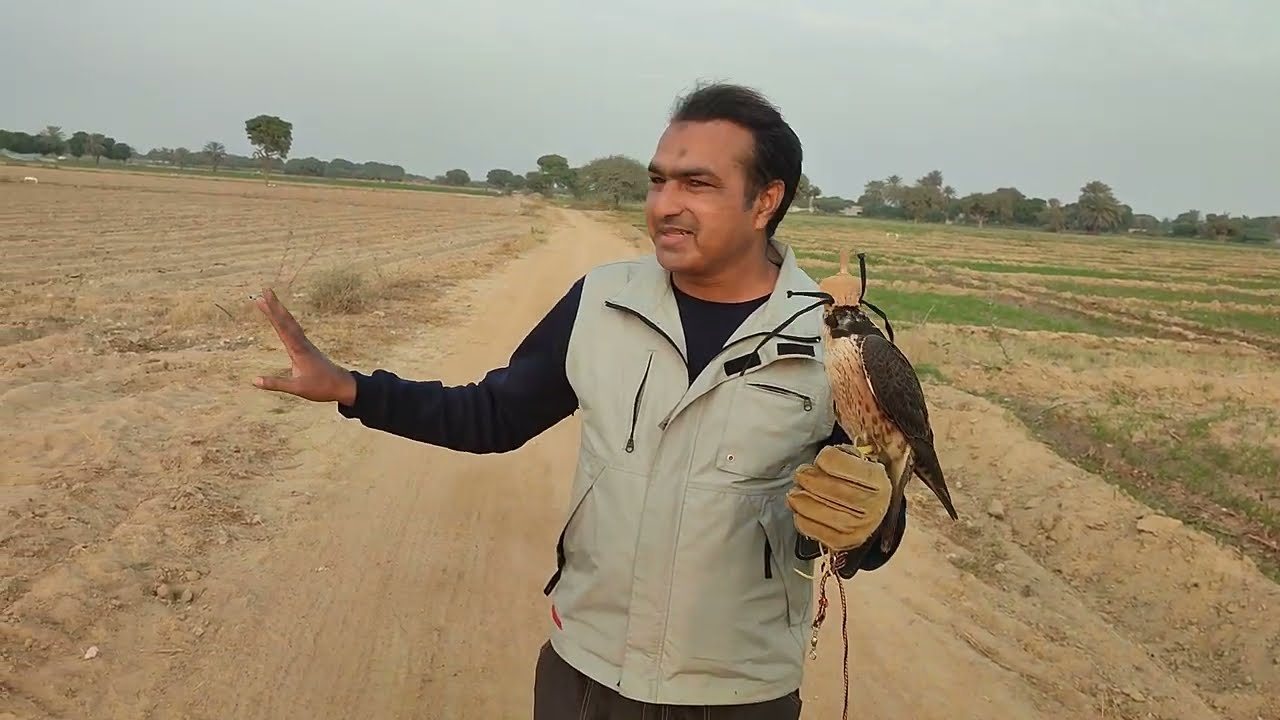 Black Shaheen Falcon Training - Free Flying Session in an Open Area
