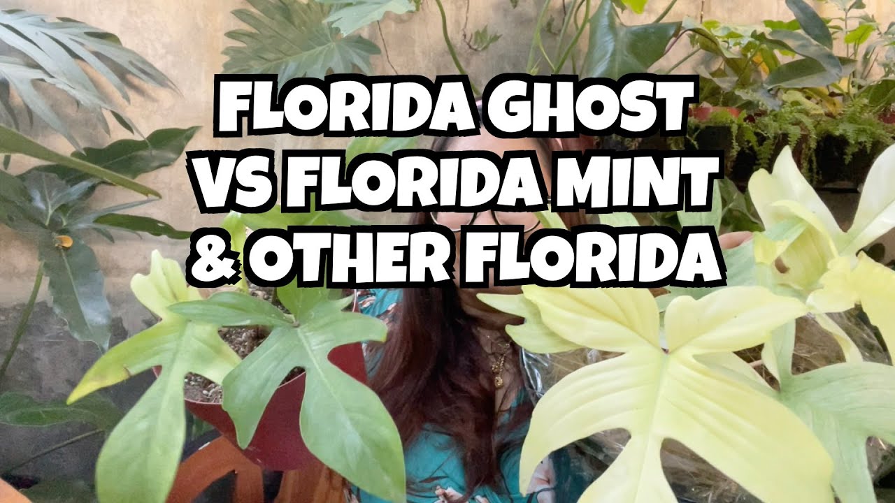 PAGKAKAIBA NG FLORIDA GHOST, FLORIDA MINT, FLORIDA GHOST MINT, FLORIDA BEAUTY, AT FLORIDA GREEN